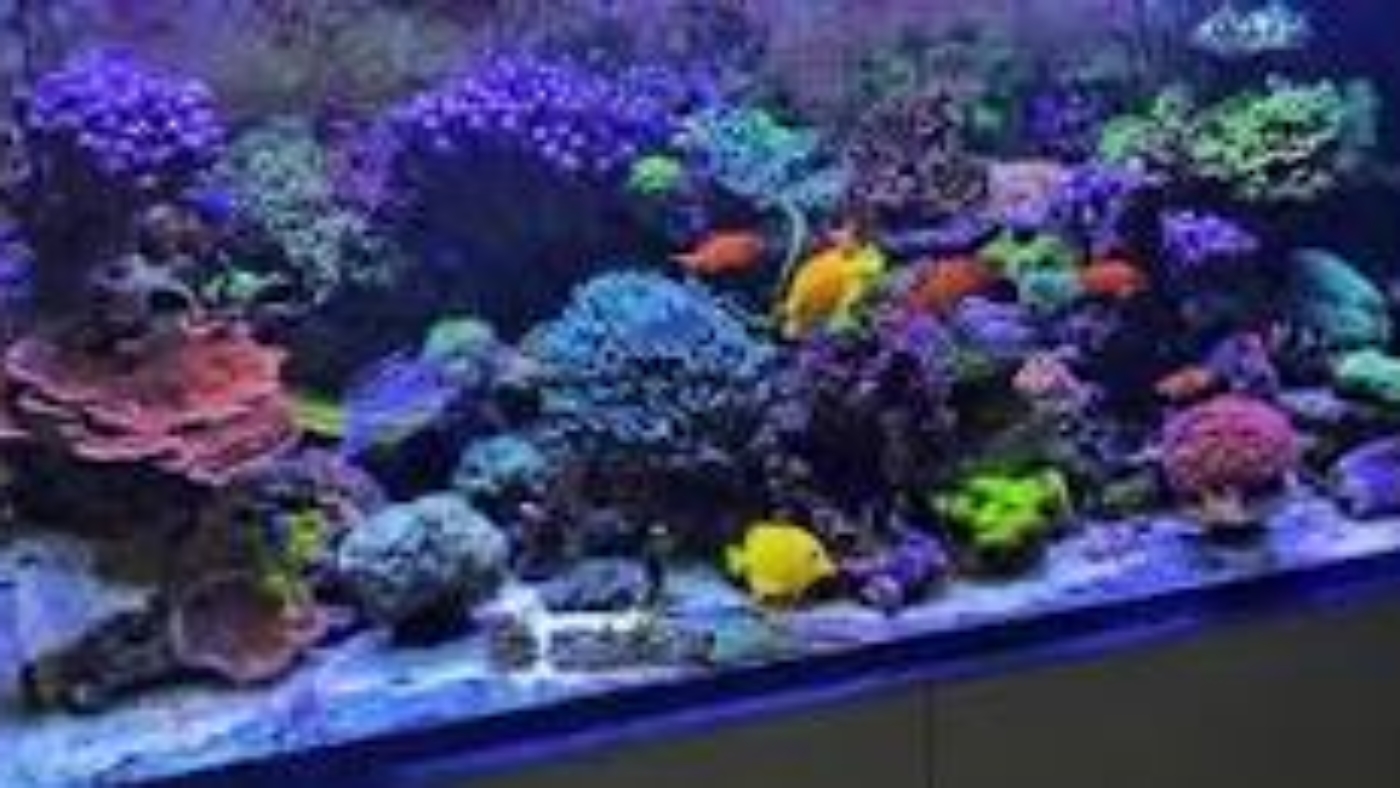 Reef tank image